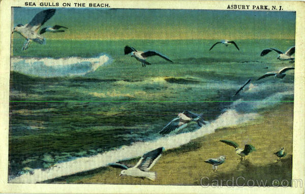 Sea Gulls on the Beach Asbury Park New Jersey