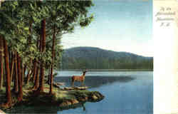 In the Adirondack Mountains Postcard
