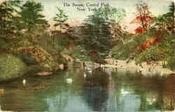 The Swans Postcard
