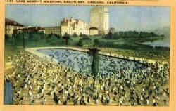 Lake Merritt Wildfowl Sanctuary Postcard