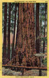 Neck Breaker, Big Trees Park Postcard