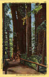 Path Thru The Grove Showing Natural Graft Tree Postcard