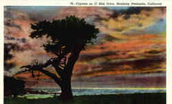 Cypress, 17 Mile Drive Postcard