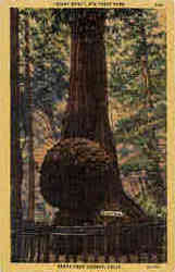 Giant Burl Big Trees Park Postcard