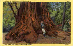 Father of the Forest Postcard