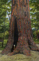 Mother Tree Postcard