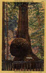 Giant Burl Big Trees Park Postcard
