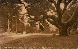The Oaks, University of California Postcard
