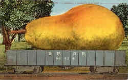 A Carload - A Mammoth Pear From Postcard