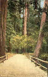 Butano Grove, Pescadero Postcard
