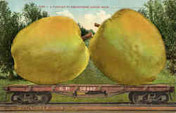 A Carload of Bellflower Apples Postcard