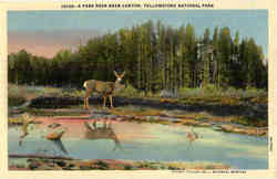 A Park Deer near Canyon Postcard