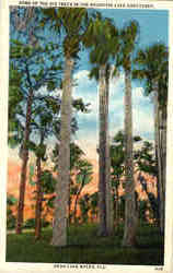 Some of the Big Trees in the Mountain Lake Sanctuary Postcard
