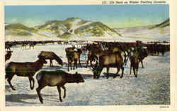 Elk Herd on Winter Feeding Grounds Postcard