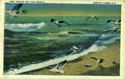 Sea Gulls on the Beach Postcard