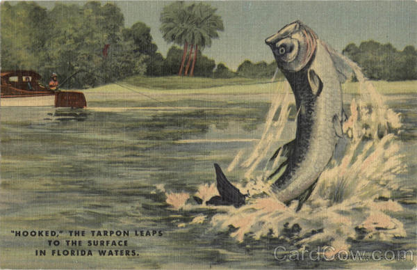 Hooked The Tarpon Leaps To The Surface In Florida Waters Scenic