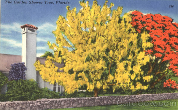 The Golden Shower Tree Scenic Florida Flowers The Golden Shower Tree Scenic Florida Flowers