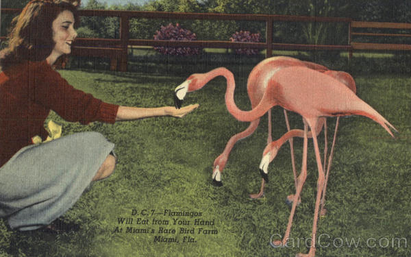 Flamingos Will Eat From Your Hand , At Miami's Rare Bird Farm Florida