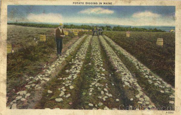 Potato Digging In Maine Farming