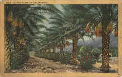 Date Palms In California Postcard