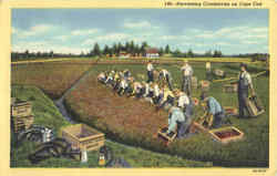 Harvesting Cranberries On Cape Cod Postcard