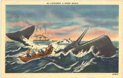 Captureing A Sperm Whale Postcard Postcard