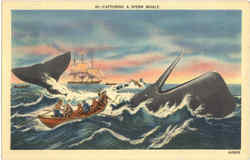 Captureing A Sperm Whale Postcard