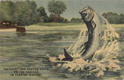 Hooked The Tarpon Leaps To The Surface In Florida Waters Scenic, FL Postcard Postcard