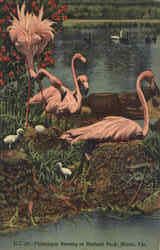 Flamingos Nesting At Hialeah Park Miami, FL Postcard Postcard
