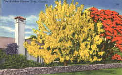 The Golden Shower Tree Scenic, FL Postcard Postcard