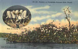 Rookery In Everglades National Park Florida Postcard Postcard