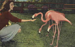 Flamingos Will Eat From Your Hand , At Miami's Rare Bird Farm Florida Postcard Postcard