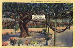 The Famous Old Grape Vine San Gabriel, CA Postcard Postcard