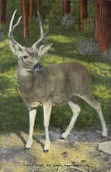 A Wild Buck Postcard