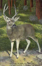 A Wild Buck Big Basin, CA Postcard Postcard