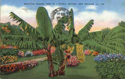 Beautiful Banana Tree In a Floral Setting Postcard