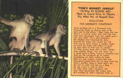 Tom's Monkey Jungle, Hi-Way 54 Eldon, MO Postcard Postcard