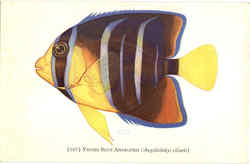 Young Blue Angelfish Postcard Postcard