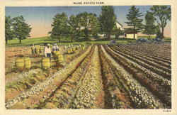 Maine Potato Farm Scenic, ME Postcard Postcard