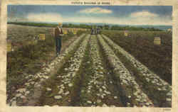 Potato Digging In Maine Postcard