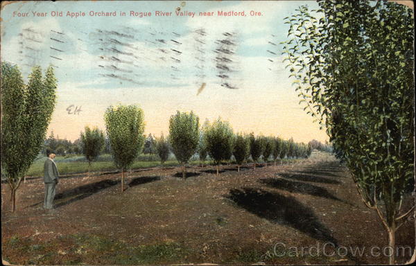Four Year Old Apple Orchard in Rogue River Valley Medford Oregon