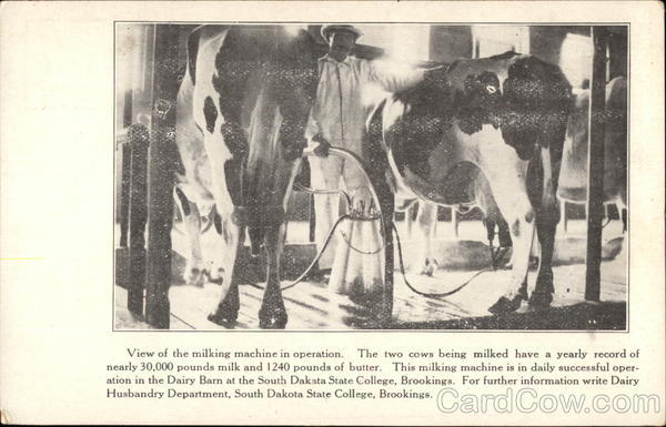 View of the Milking Machine in Operation Brookings South Dakota