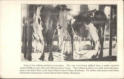 View of the Milking Machine in Operation Postcard