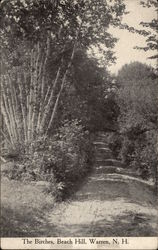 The Birches, Beach Hill Postcard