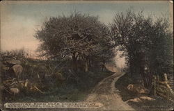 Country road near Connecticut Agricultural College Postcard