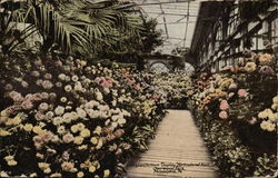 Chrysanthemum Display Horticultural Hall, Fairmount Park Postcard