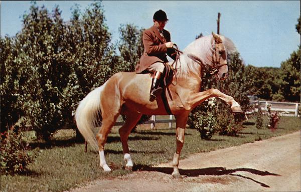Rays of Golden Dawn Kenosha Wisconsin Horses