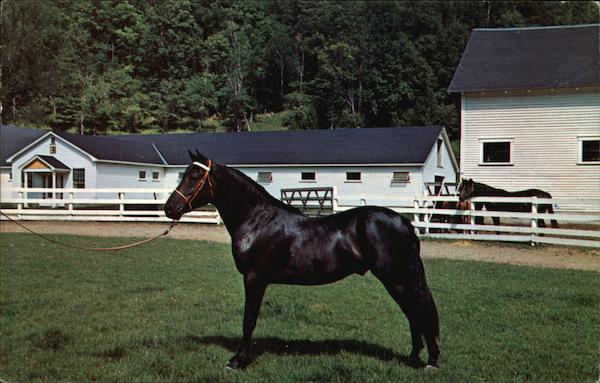 Orcland Bold Fox Randolph Vermont William Sargent Horses