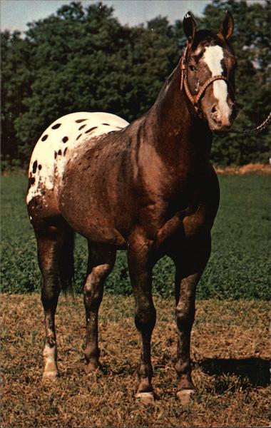 Sonny Boy's Red Man T32,975 Montrose Michigan