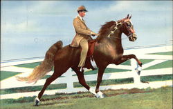 Setting Sun - 1958 World's Grand Champion Walking Horse Newport, TN Horses Postcard Postcard